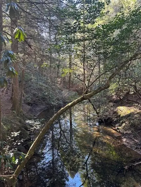 Tract 6 50th Avenue #Tract 6, Gruetli Laager, TN 37339 - #3