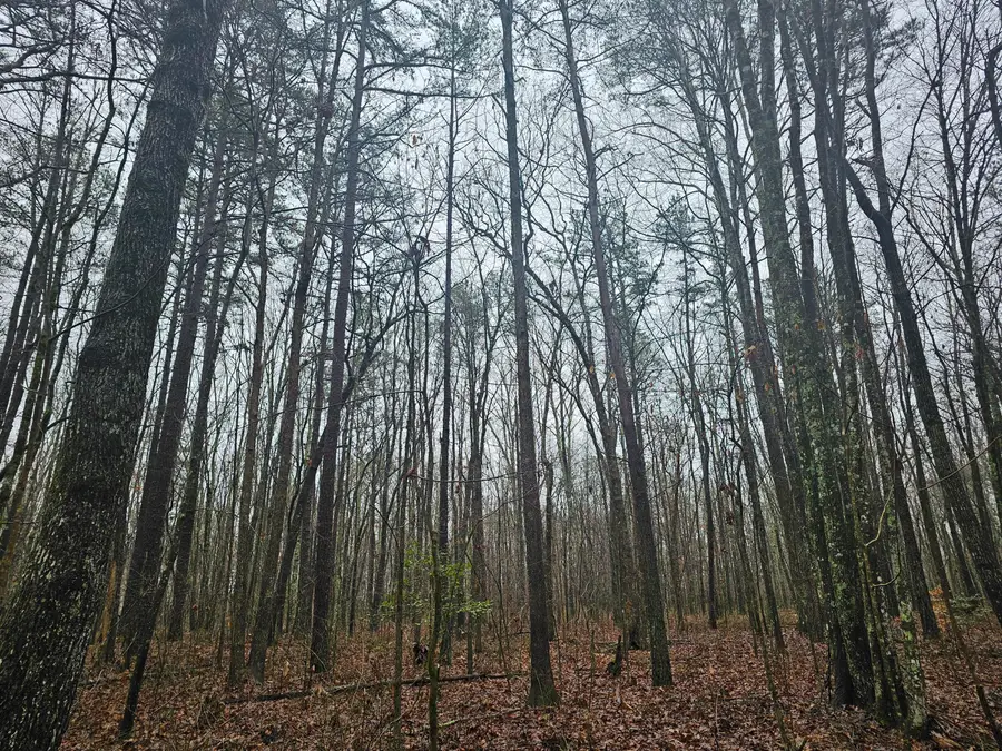 16 Highway 150, Sequatchie, TN 37374 - #2