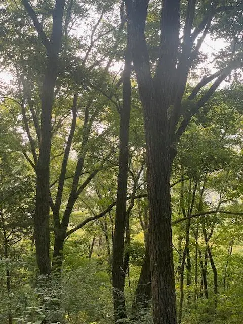 00 Mcgregor Lane #17, McMinnville, TN 37110