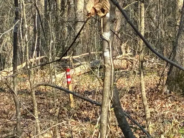 13356 Ellison Trace, Birchwood, TN 37308