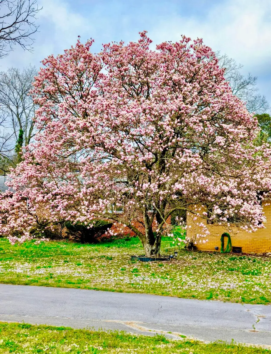 1102 Collins Circle, Chattanooga, TN 37411 - #3