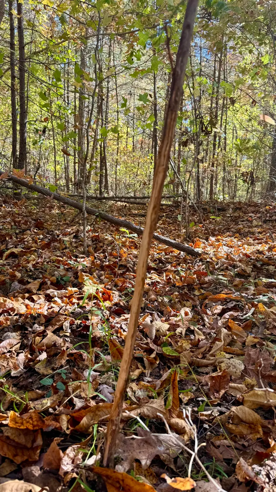 000 Owl Hollow Road #Lot 8, Palmer, TN 37365 - #3