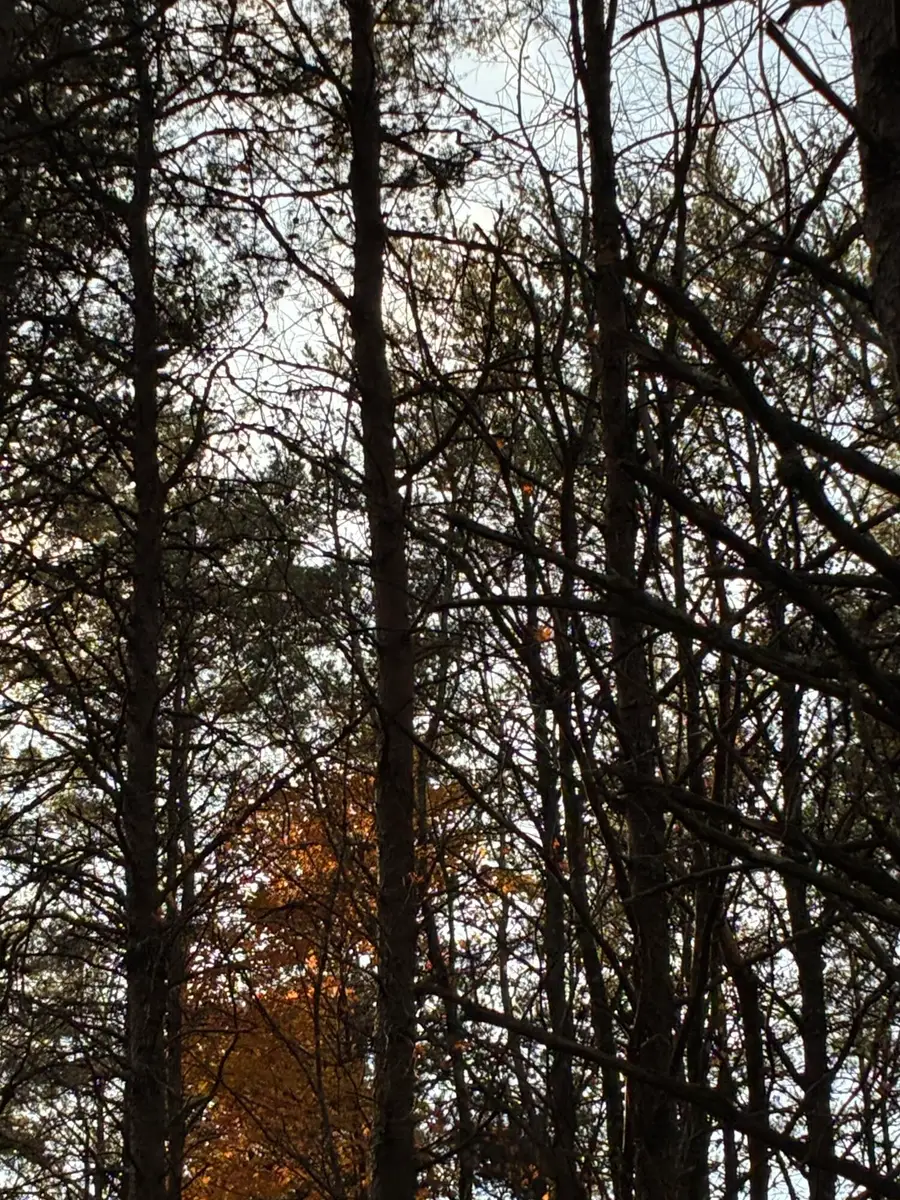 0 Bootleg Bend #2182, Guild, TN 37340 - #3