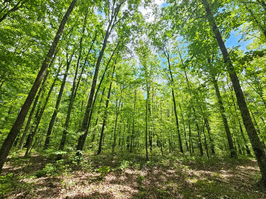 6 Beechwood Trail #Nw4b, Gruetli Laager, TN 37339 - #3
