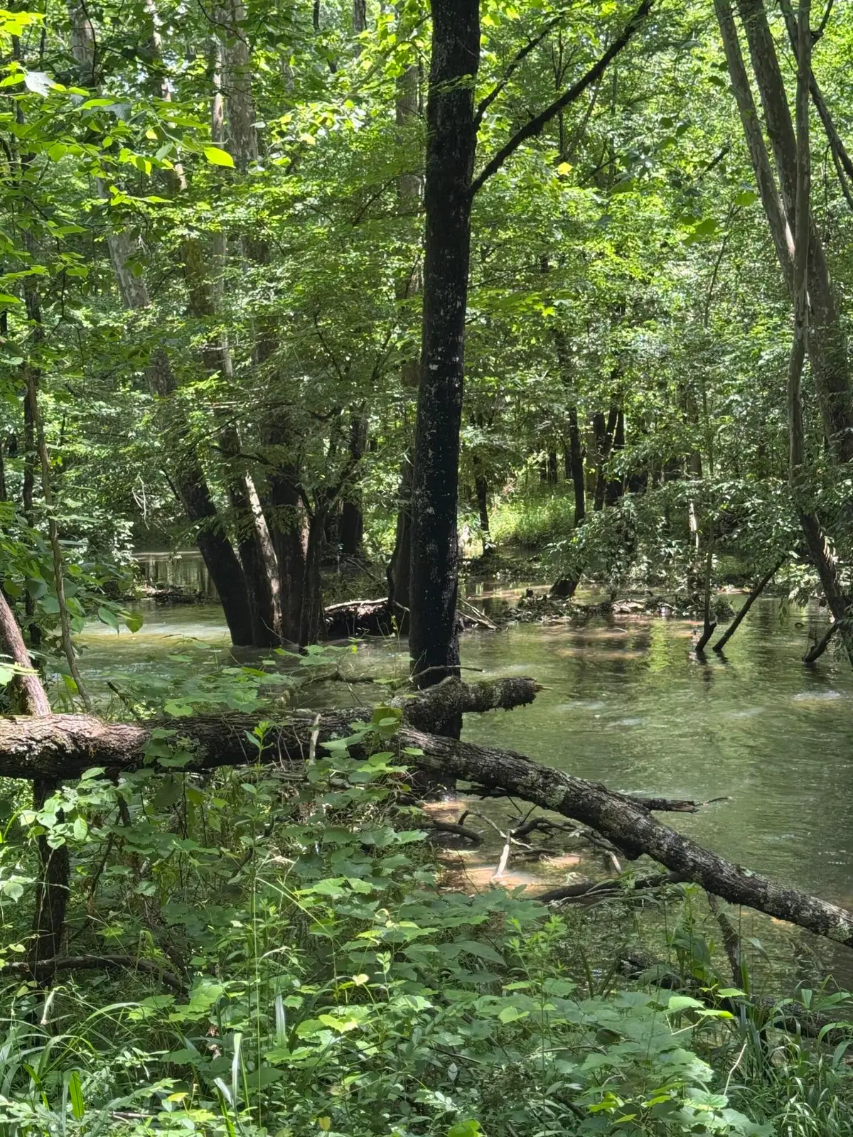 2784 Fiery Gizzard Road, South Pittsburg, TN 37380 - #1