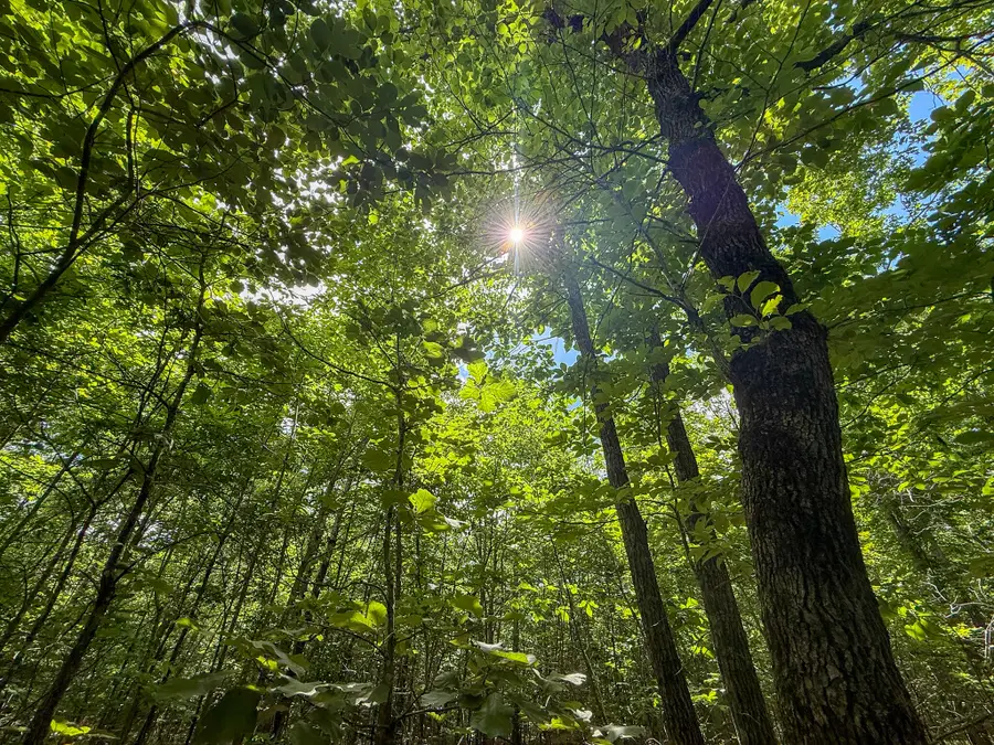 0 Maple Drive, Pikeville, TN 37367 - #3