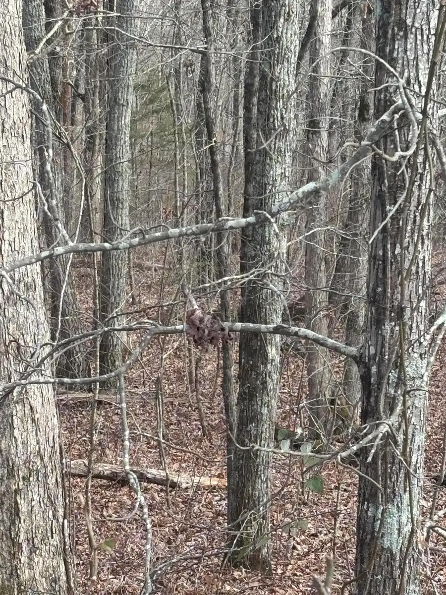 0 Forest Drive #Lot B, Ringgold, GA 30736 - #3