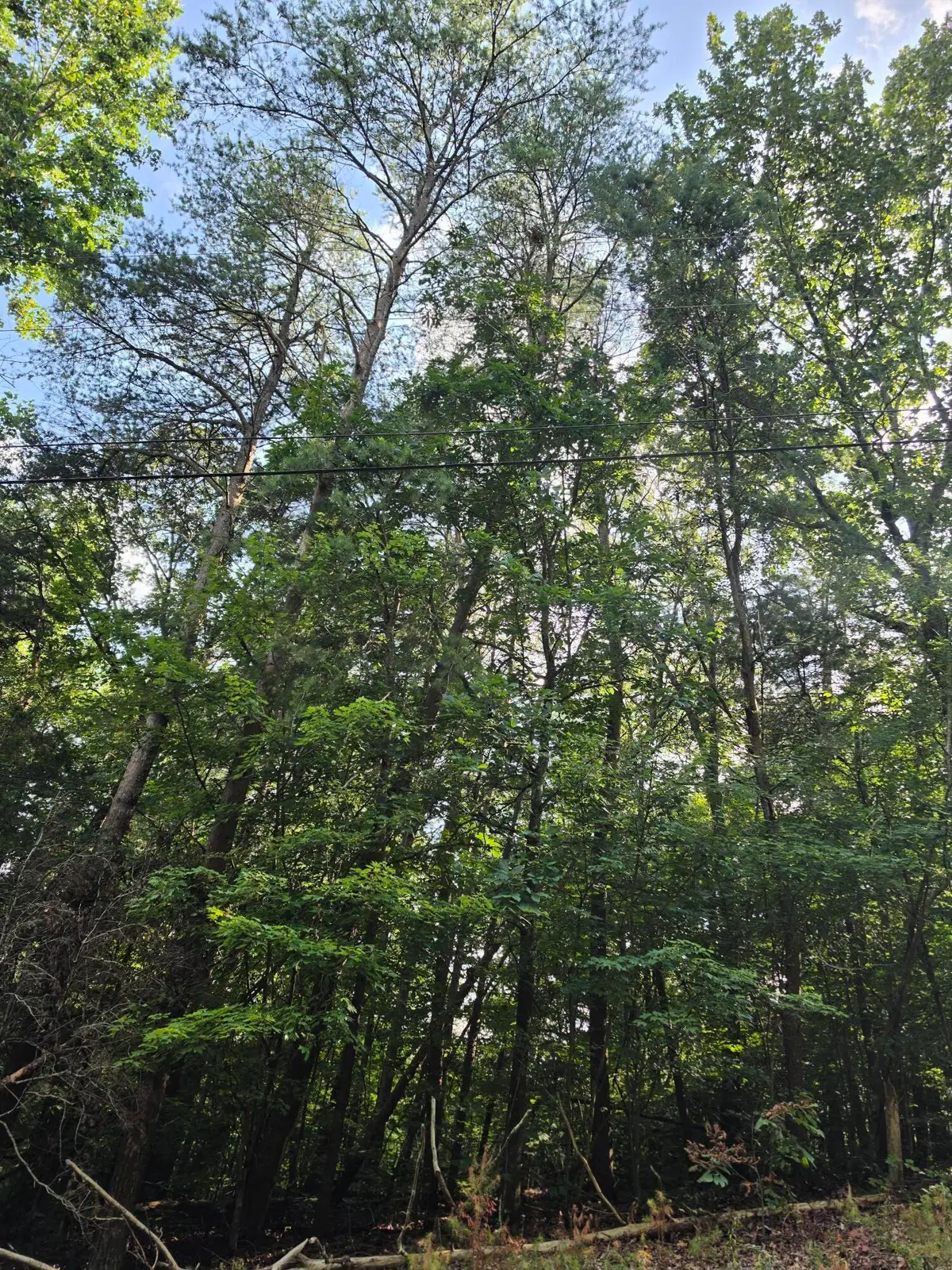 0 Dogwood, Dunlap, TN 37327 - #1