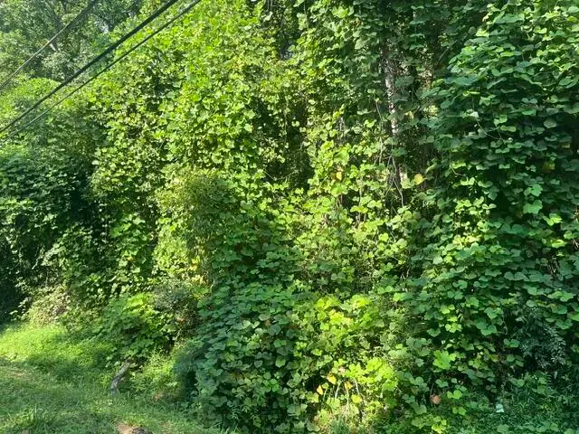 8813 Gann Road #5, Soddy Daisy, TN 37379 - #3