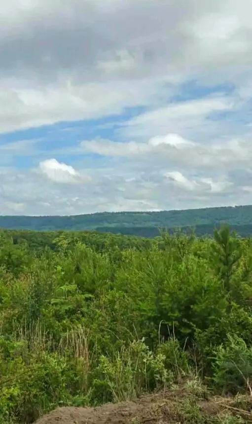 Lot 1 Bethel Road #Lot 1, Hammondville, AL 35989