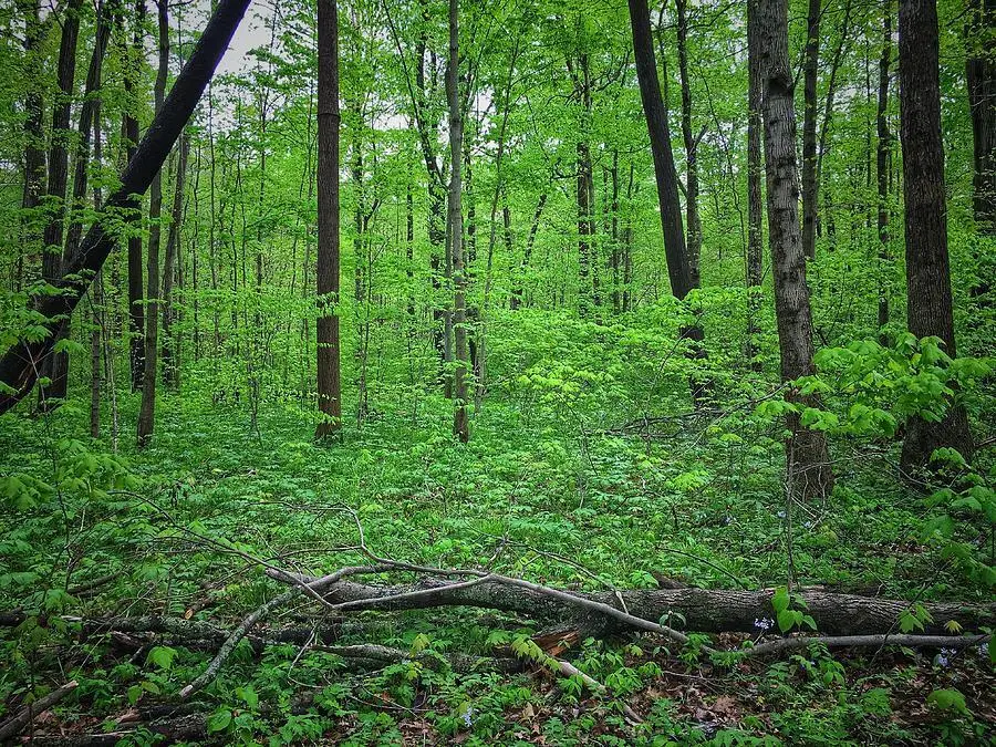 011 Forest Knoll, Dunlap, TN 37327 - #1