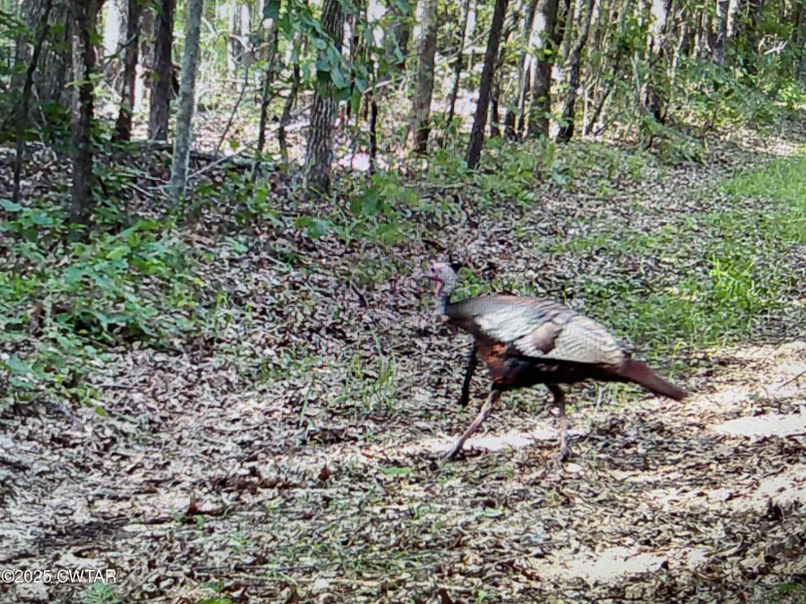 0 Bowman Road, Medon, TN 38356 - Image #2