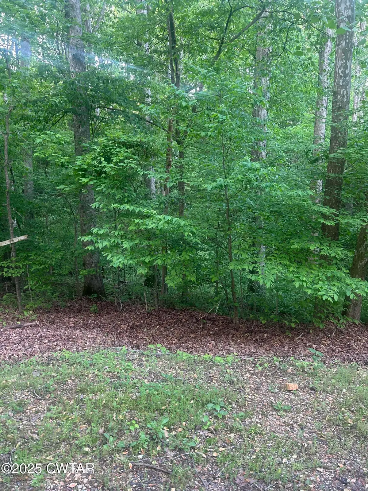 0 Cedar Lane, Sugar Tree, TN 38380 - Image #1