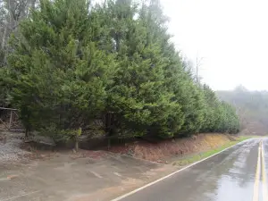 Jones Cove Road, Sevierville, TN 37862