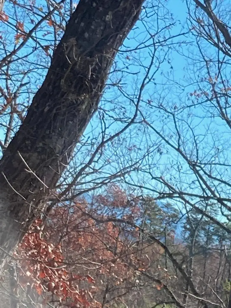 - Gold Dust Drive, Pigeon Forge, TN 37863 - Image #2