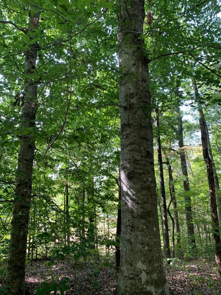 000 Glendale Road, Bybee, TN 37713 - Image #2