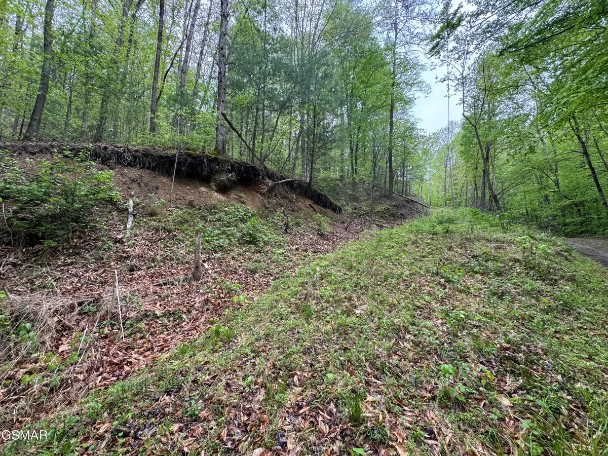 376 Summer House Hollow Road, Del Rio, TN 37727 - Image #1