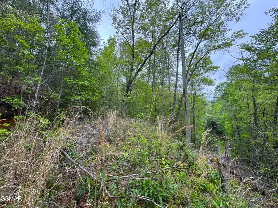 376 Summer House Hollow Road, Del Rio, TN 37727 - Image #3