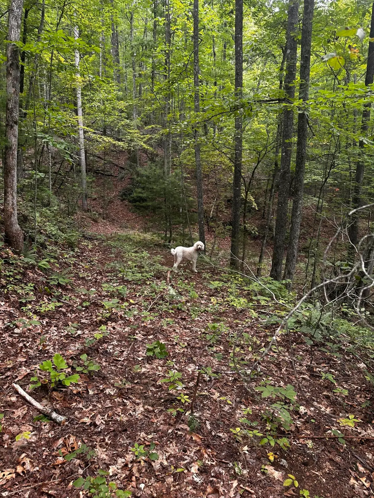 1158 Yellow Breeches Road, Cosby, TN 37722 - Image #1