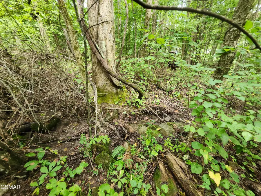 Lot 1 Timber Lake Drive, Cosby, TN 37722 - Image #2