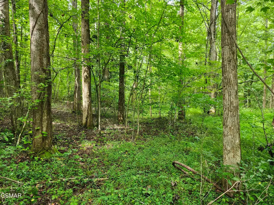 Lot 2 Timber Lake Drive, Cosby, TN 37722 - Image #3
