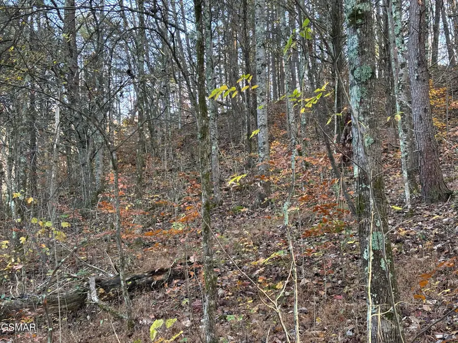Lot 3 Long Creek Road, Parrottsville, TN 37843 - Image #2