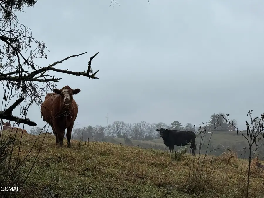 570 Red Bud Lane, Sevierville, TN 37876 - Image #3