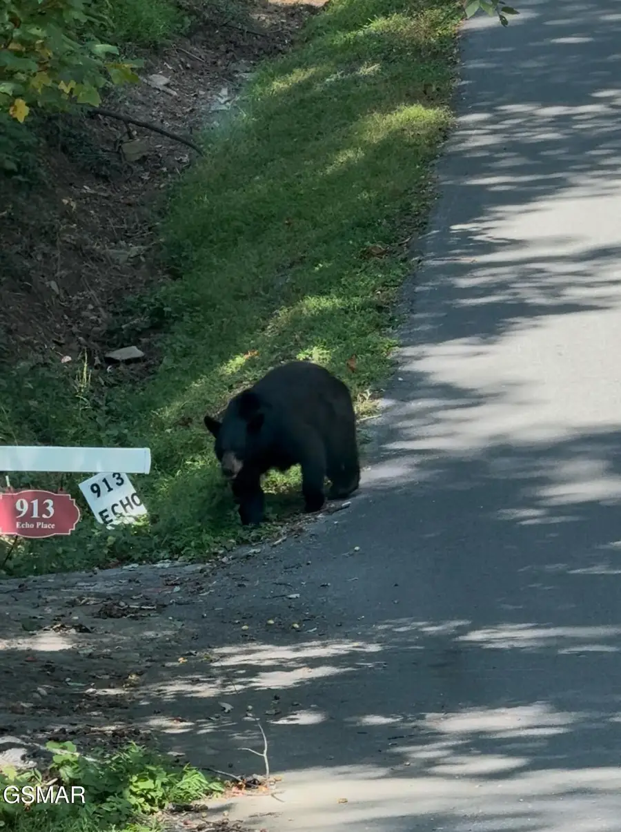 913 Echo Place, Gatlinburg, TN 37738 - #2