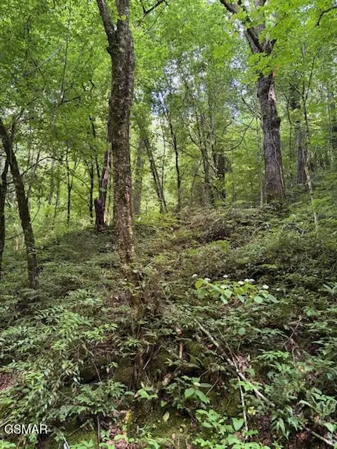 000 Esslinger & Low Gap, Gatlinburg, TN 37738 - #3