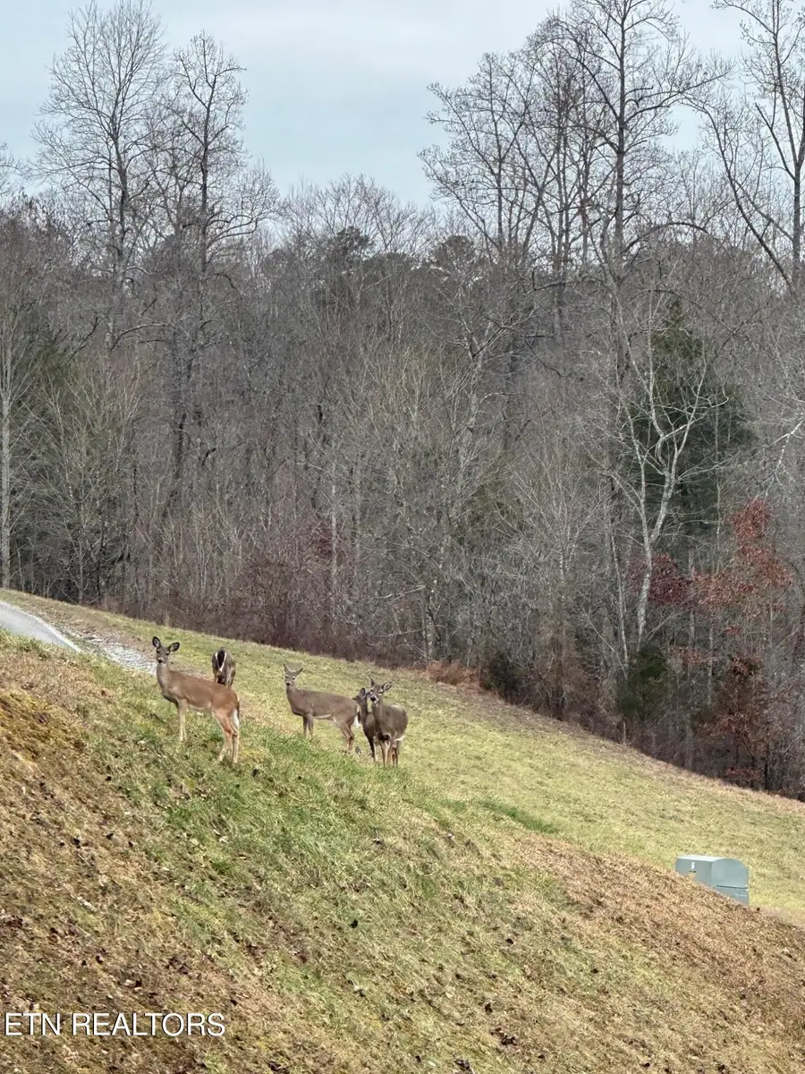 182 Hickory Way, Lafollette, TN 37766 - #2