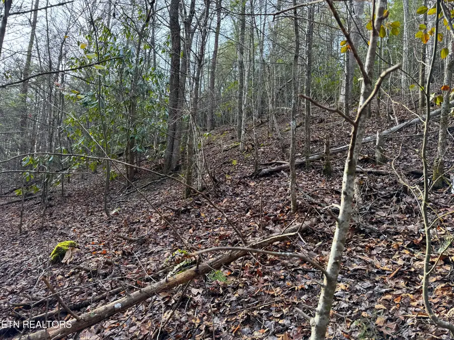 Black Gum Rd, Gatlinburg, TN 37738 - #2