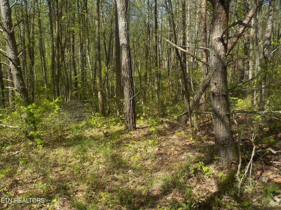 Steve Brown Road, Bean Station, TN 37708 - #3