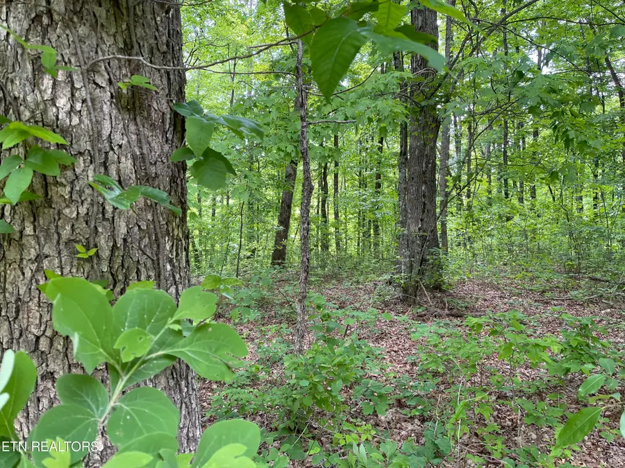 Icy Cove Tr, Monterey, TN 38574 - #3