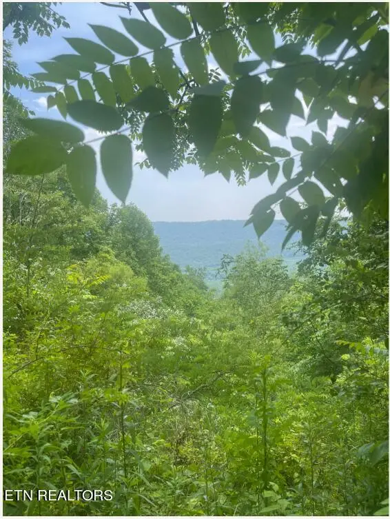 Hatfield Creek Rd, Newcomb, TN 37819 - #2