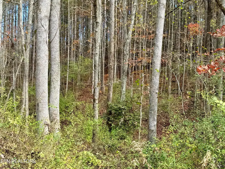 Lower Rockwood Rd Lot 20, Rockwood, TN 37854 - #2