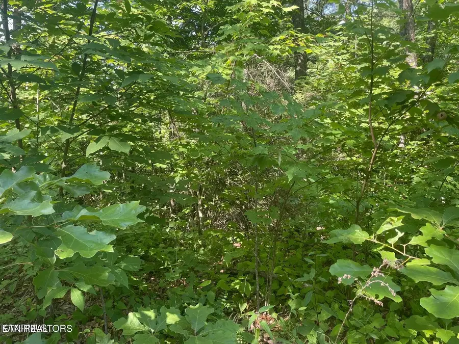 Lot 68 Sycamore St, Sevierville, TN 37876 - #3