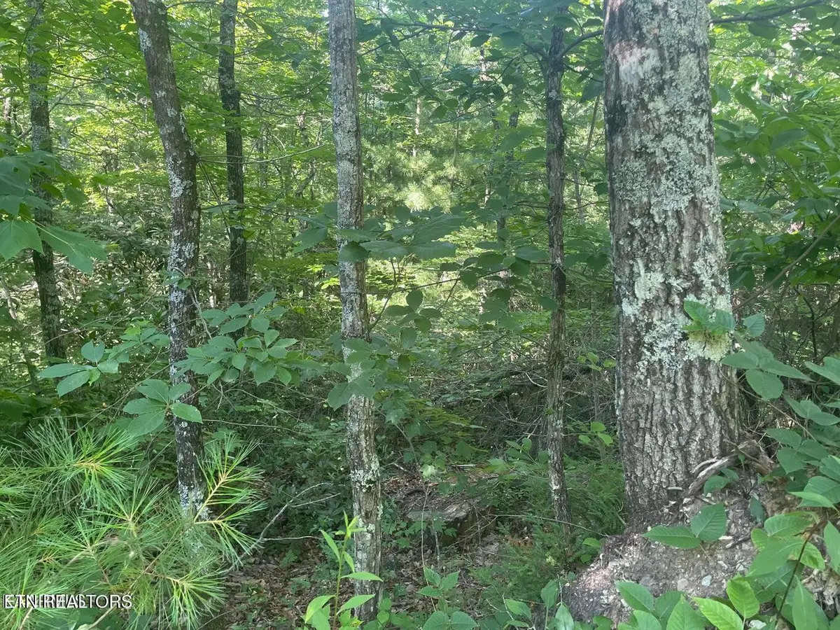 Lot 71 Hazelnut Lane, Sevierville, TN 37876 - #1