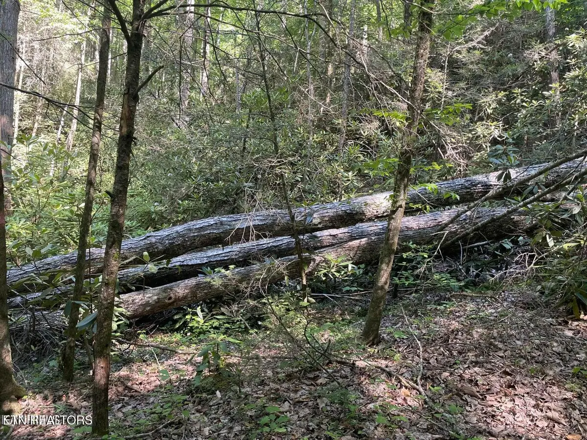 Lot 6 Sycamore St, Sevierville, TN 37876 - #1