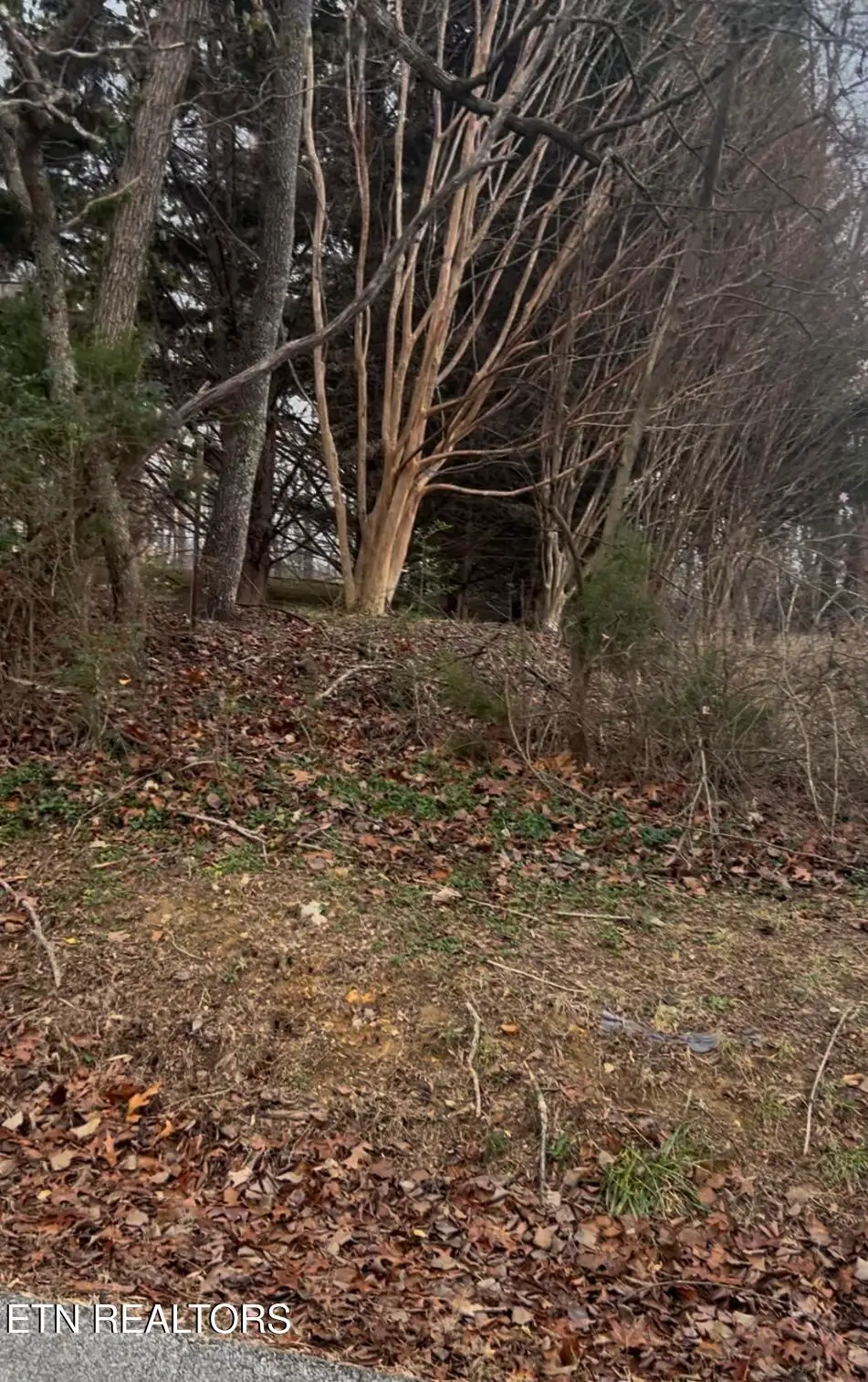 Stephens Rd, Rocky Top, TN 37769 - #1