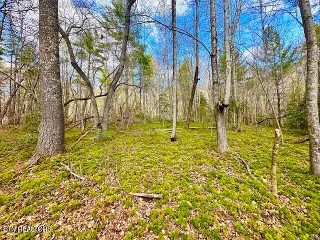 144 Gunter Place Place, Sunbright, TN 37872 - #1