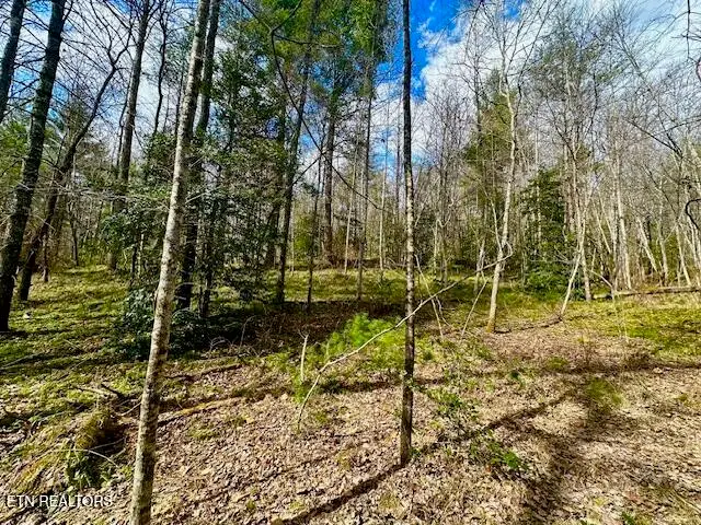 144 Gunter Place Place, Sunbright, TN 37872 - #2