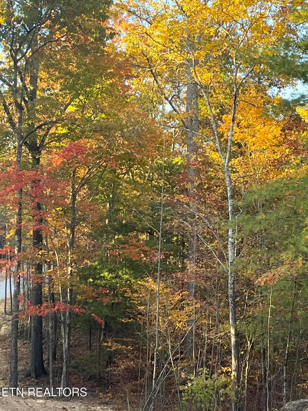 110 Cherokee Path, Tellico Plains, TN 37385 - #1