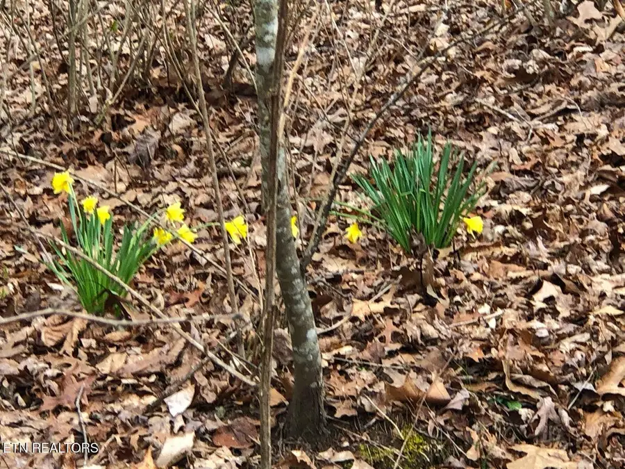 11 Oxford Circle, Crossville, TN 38558 - #2