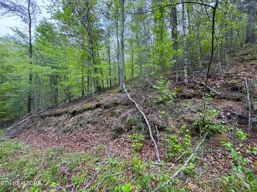 376 Summer House Hollow Rd, Del Rio, TN 37727 - #2