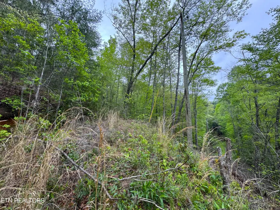 376 Summer House Hollow Rd, Del Rio, TN 37727 - #3