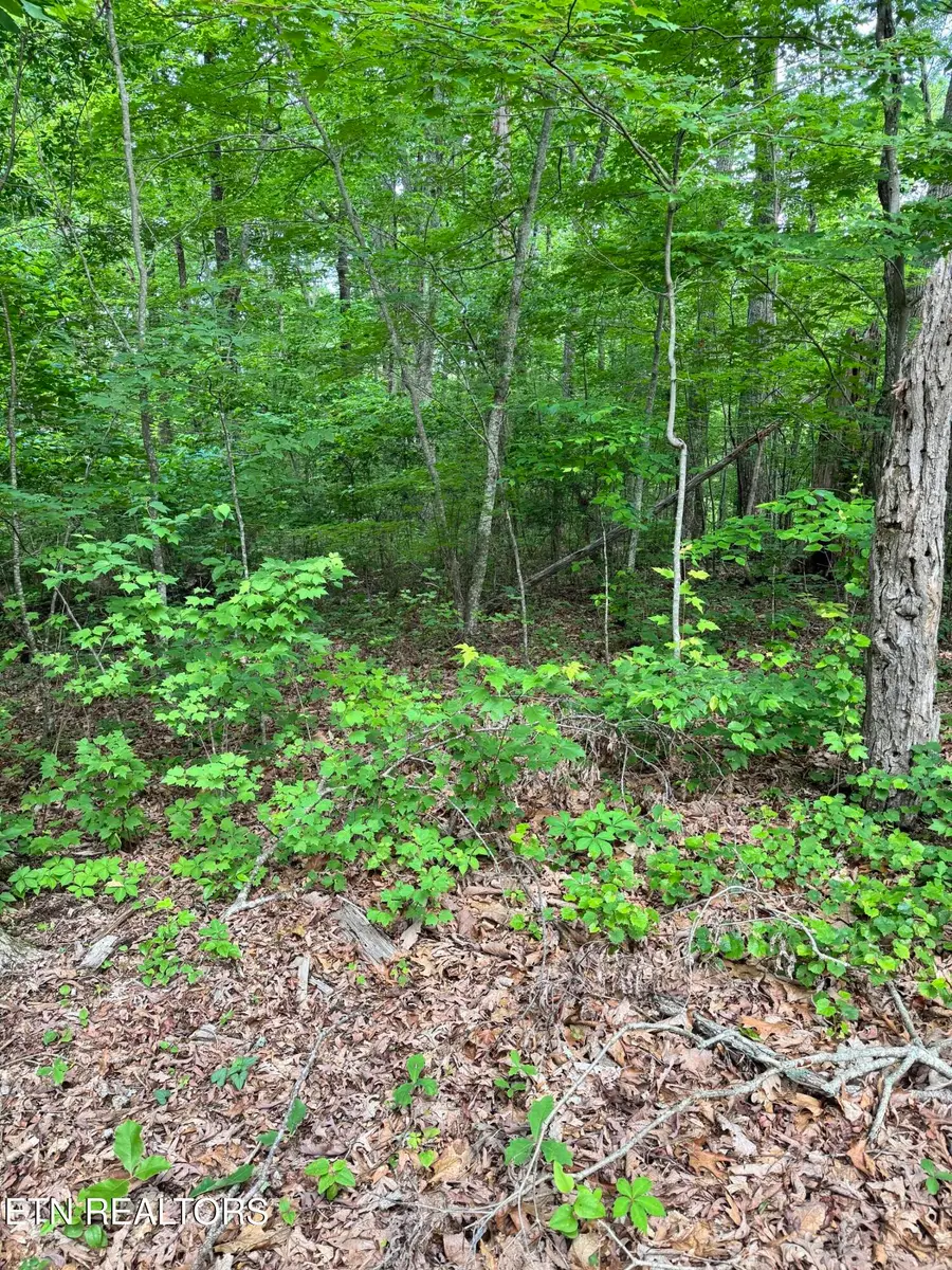 Prettiest Sunset Lot #5 Way, Seymour, TN 37865 - #2