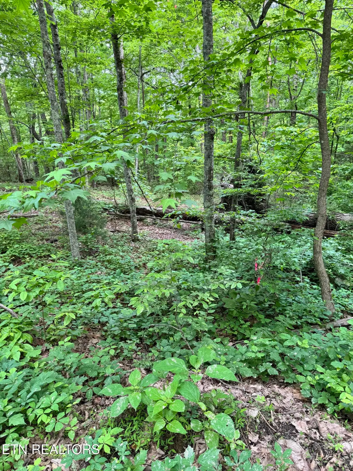 Prettiest Sunset Lot #3 Way, Seymour, TN 37865 - #1