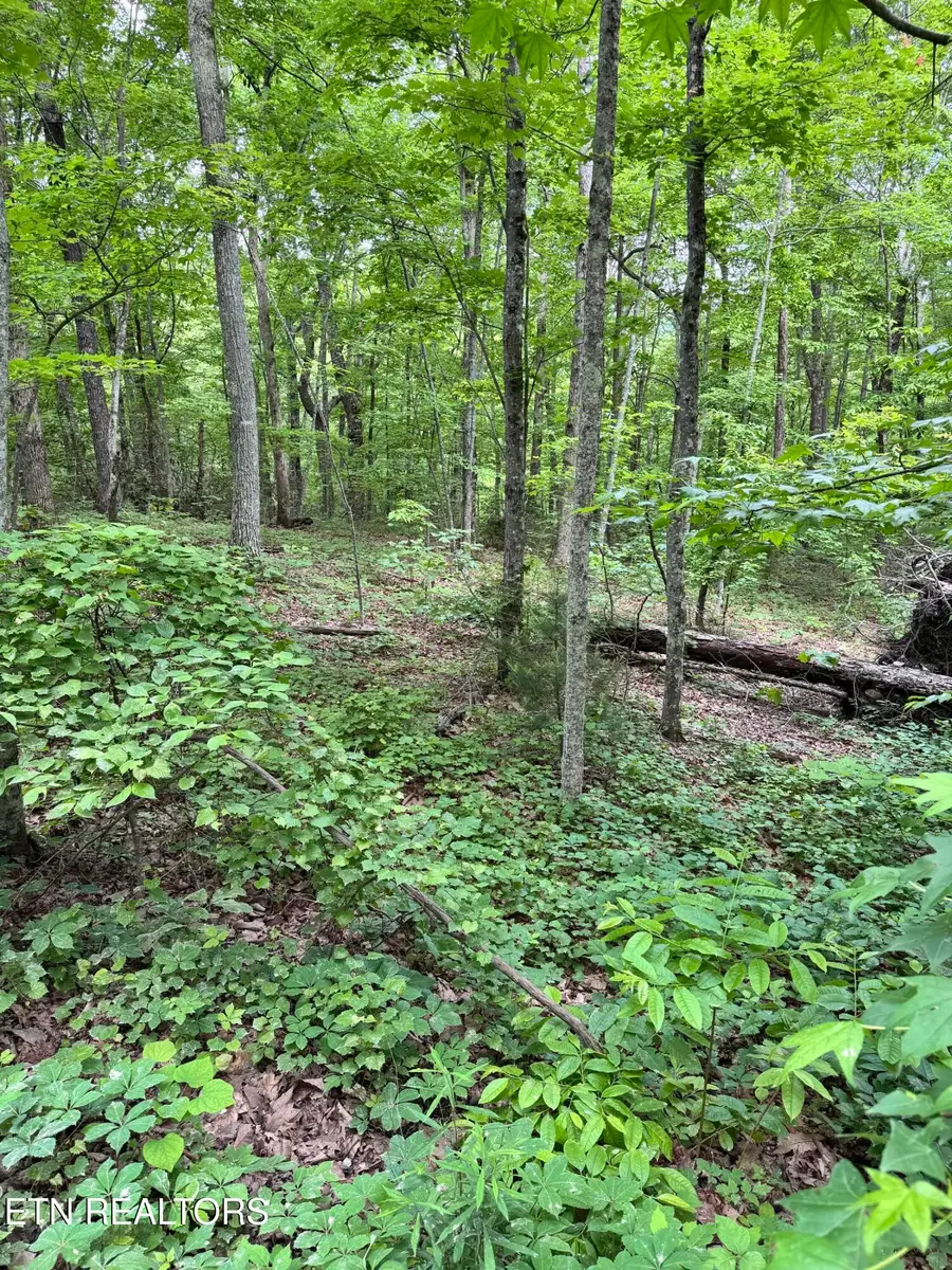 Prettiest Sunset Lot #3 Way, Seymour, TN 37865 - #2