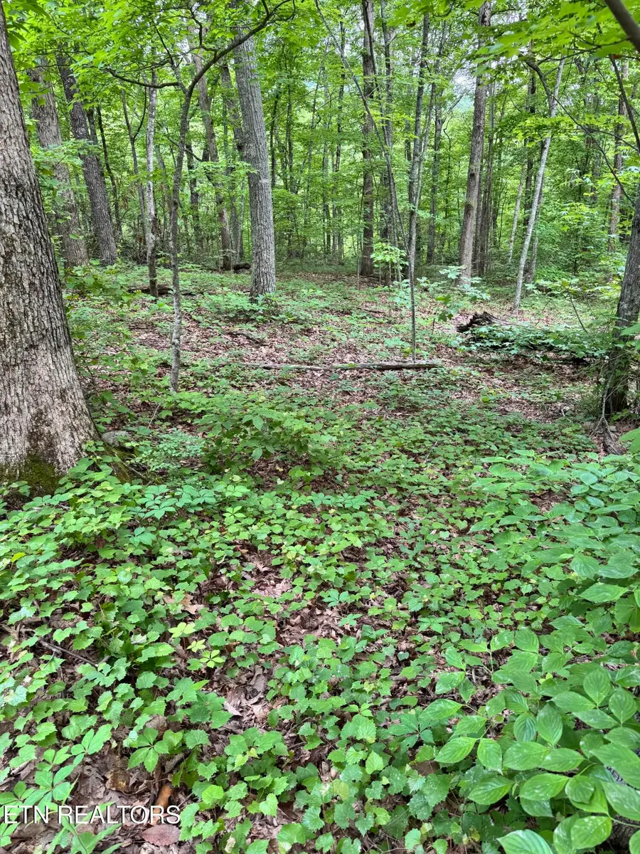 Prettiest Sunset Lot #3 Way, Seymour, TN 37865 - #3