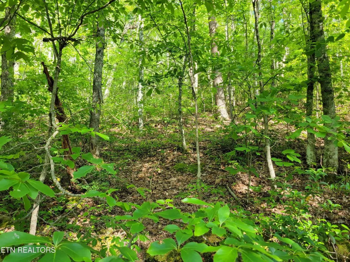 Lot 27 Black Oak Drive, Sevierville, TN 37876 - #1
